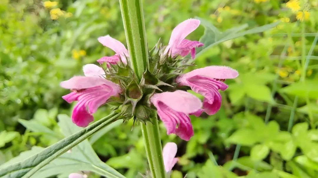 妇科三大圣药,通常被认为是:益母草,当归和乌鸡白凤丸.