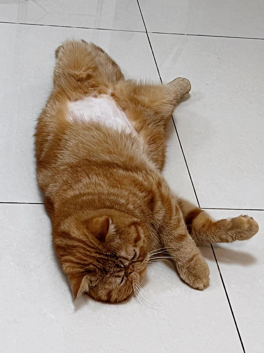 猫咪呕吐粉色液体是何缘由?