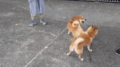 狗狗看似在玩耍,其实正在被"霸凌",你知道吗?