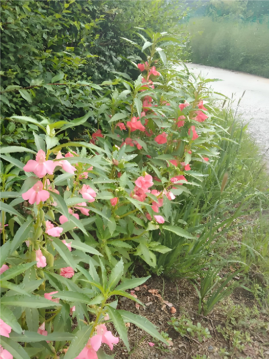 凤仙花的资料眼影图片