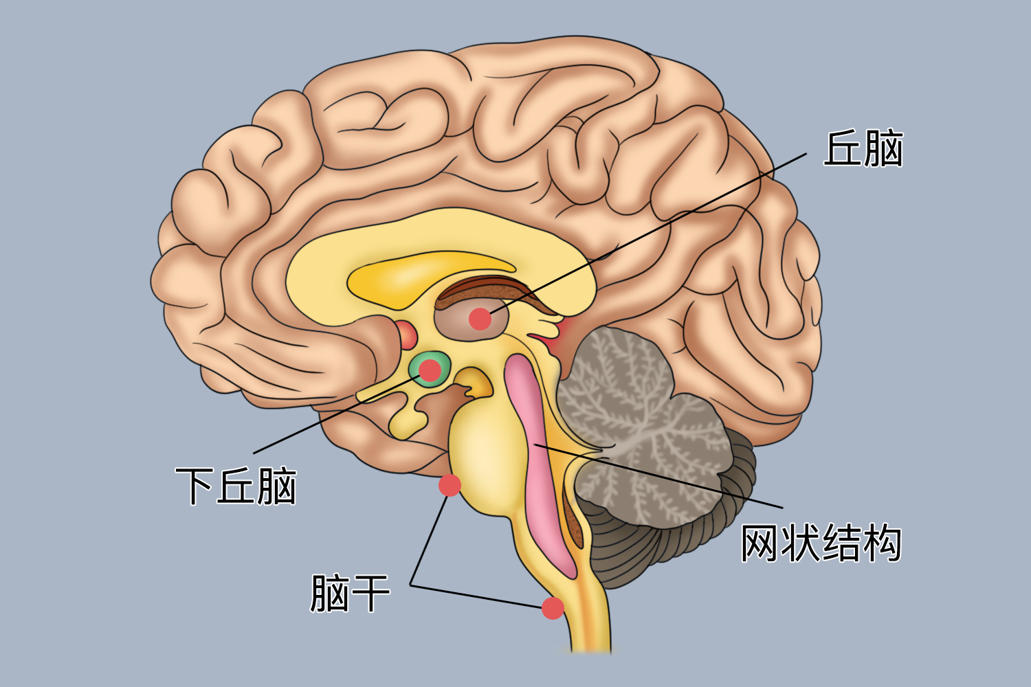 下丘脑位置图片图片