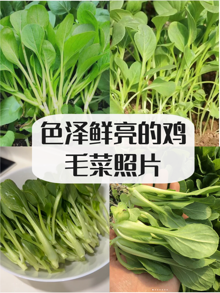 鸡毛菜,作为一种常见的蔬菜,富含丰富的营养成分,并且在