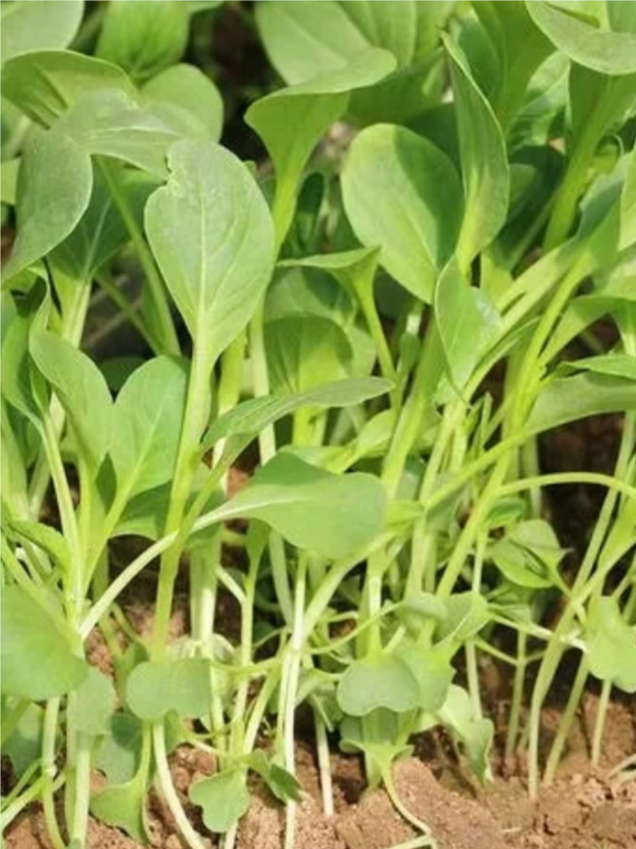 鸡毛菜,作为一种常见的蔬菜,富含丰富的营养成分,并且在