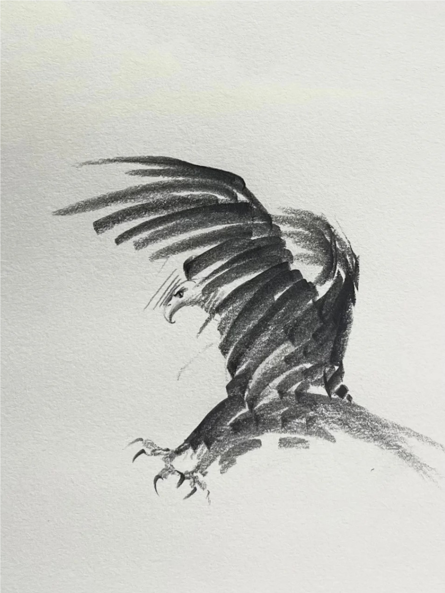 老鹰是天空的猎人,它们的英姿令人叹为观止