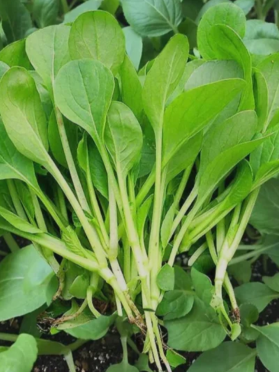 鸡毛菜,作为一种常见的蔬菜,富含丰富的营养成分,并且在