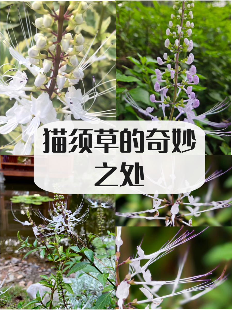 猫须草图片,快来了解一下吧