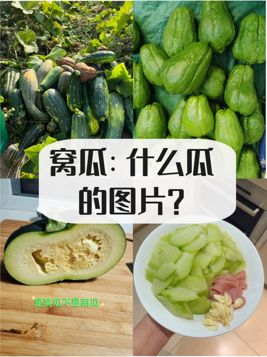 窝瓜是什么瓜图片,快来了解一下吧