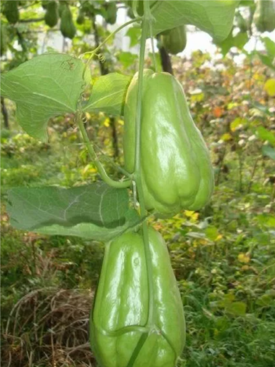 窝瓜是什么瓜图片,快来了解一下吧