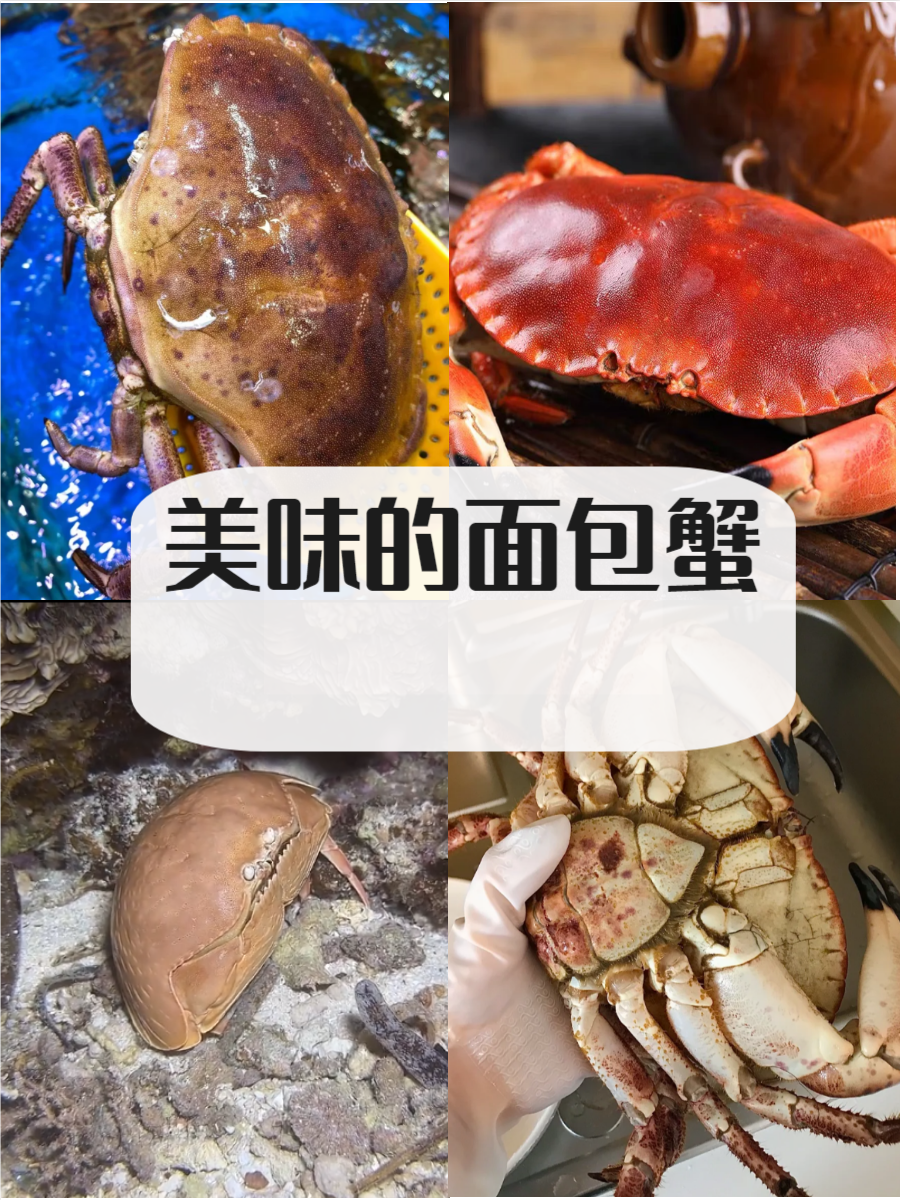 面包蟹是一种外形独特,充满趣味的海洋生物,因其宽大如