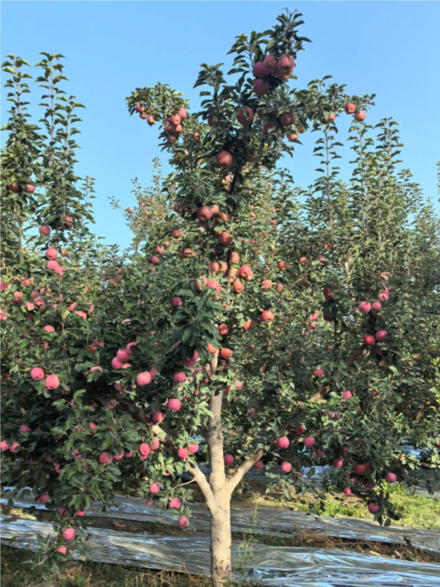 苹果树苹果树图片苹果树苹果树图片大全大图真实苹果树长什么样苹果树