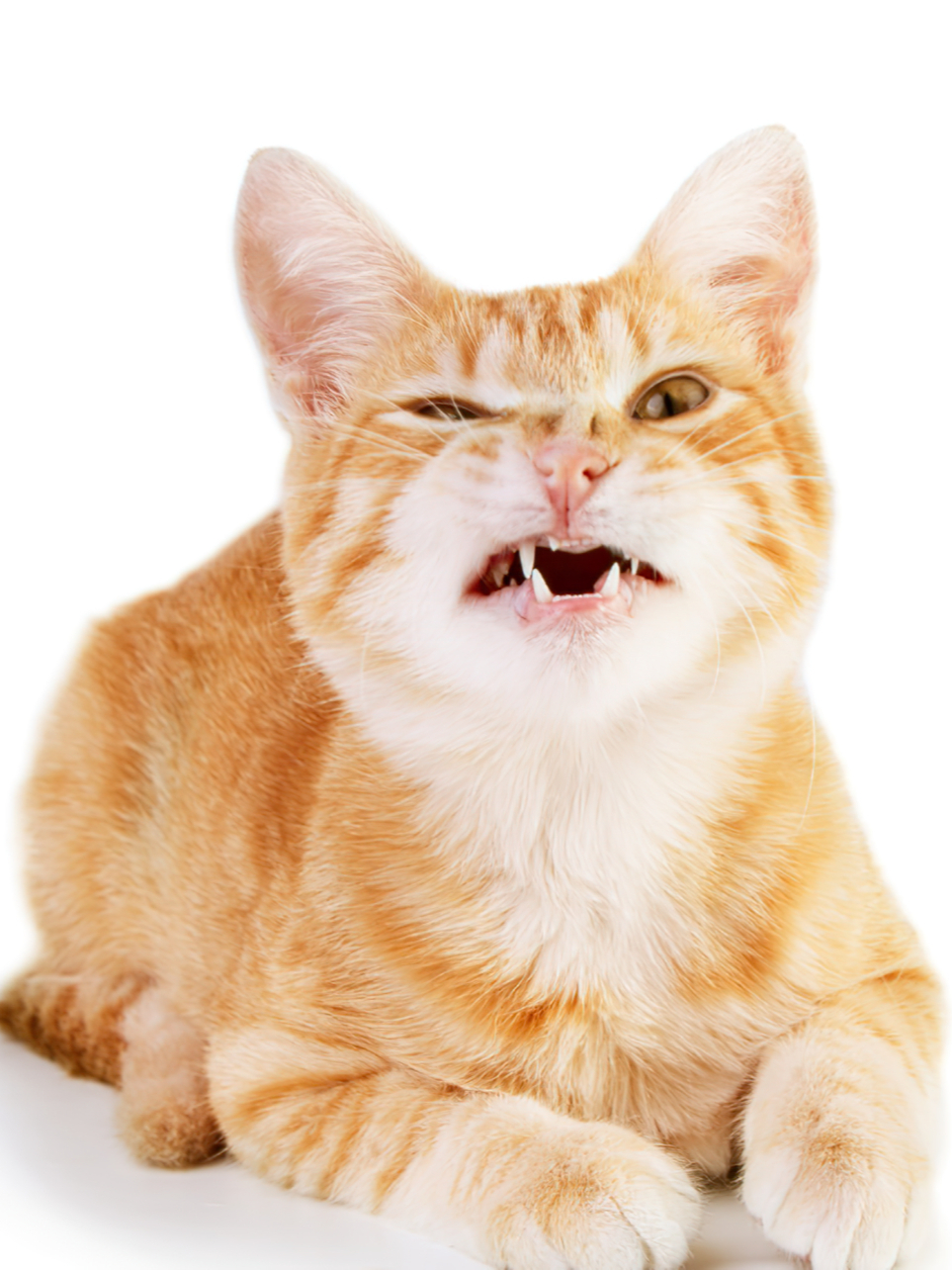 生气的猫咪撞到脑袋了