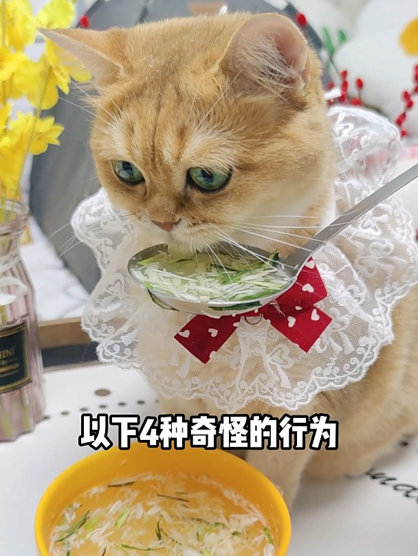 猫为什么喜欢舔塑料袋 猫为什么喜欢舔塑料袋