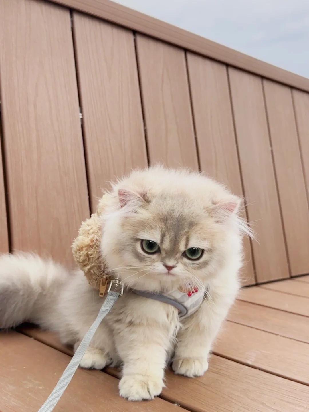 猫咪频繁舔舐生殖器原因及护理方法