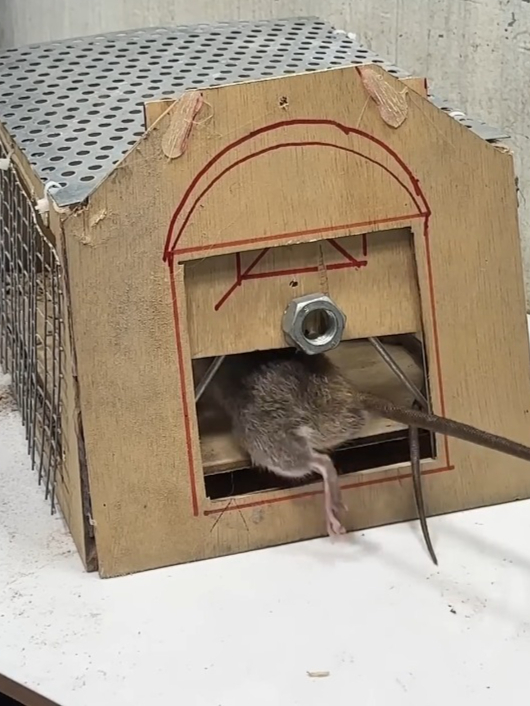 做了个简易捕鼠器,老鼠只能进不能出!