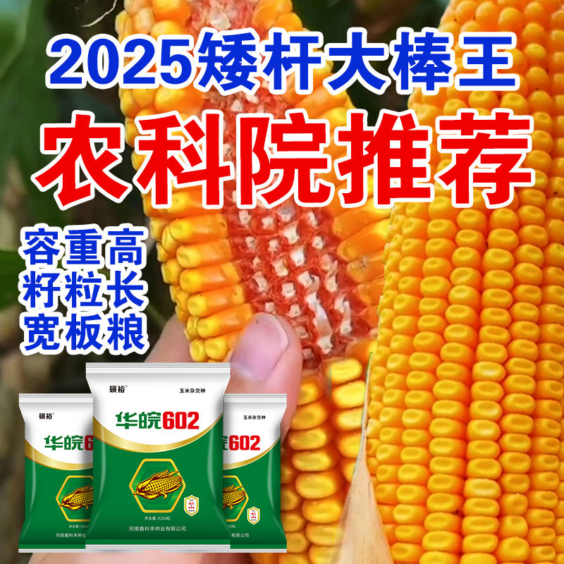 大德216玉米种子图片