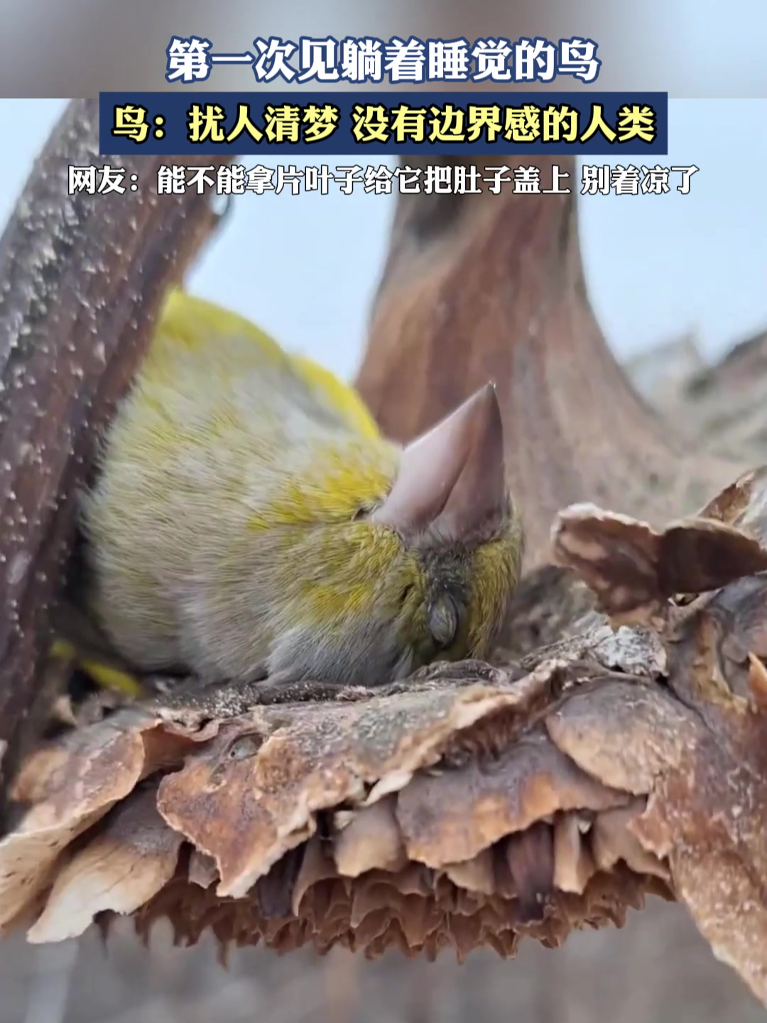 第一次见躺着睡觉的鸟,能不能拿片叶子给它把肚子盖上 别着凉了