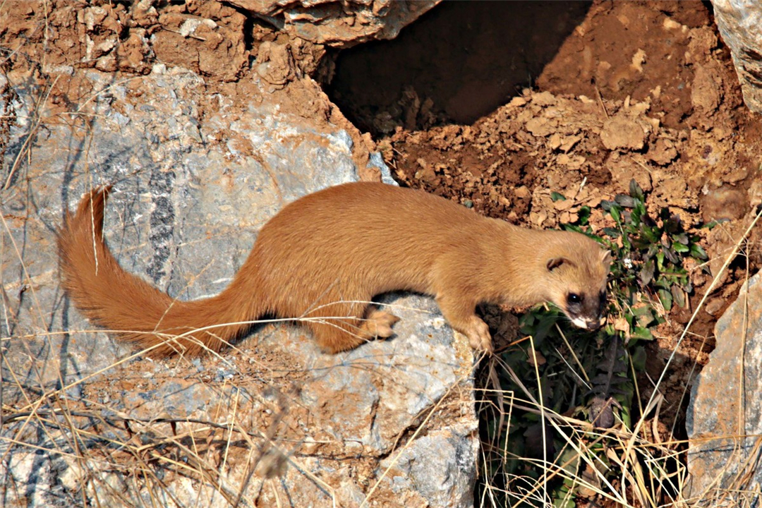 回顾:黄鼠狼全身是"宝",为何人们不愿意养殖?养殖户:它可不好伺候