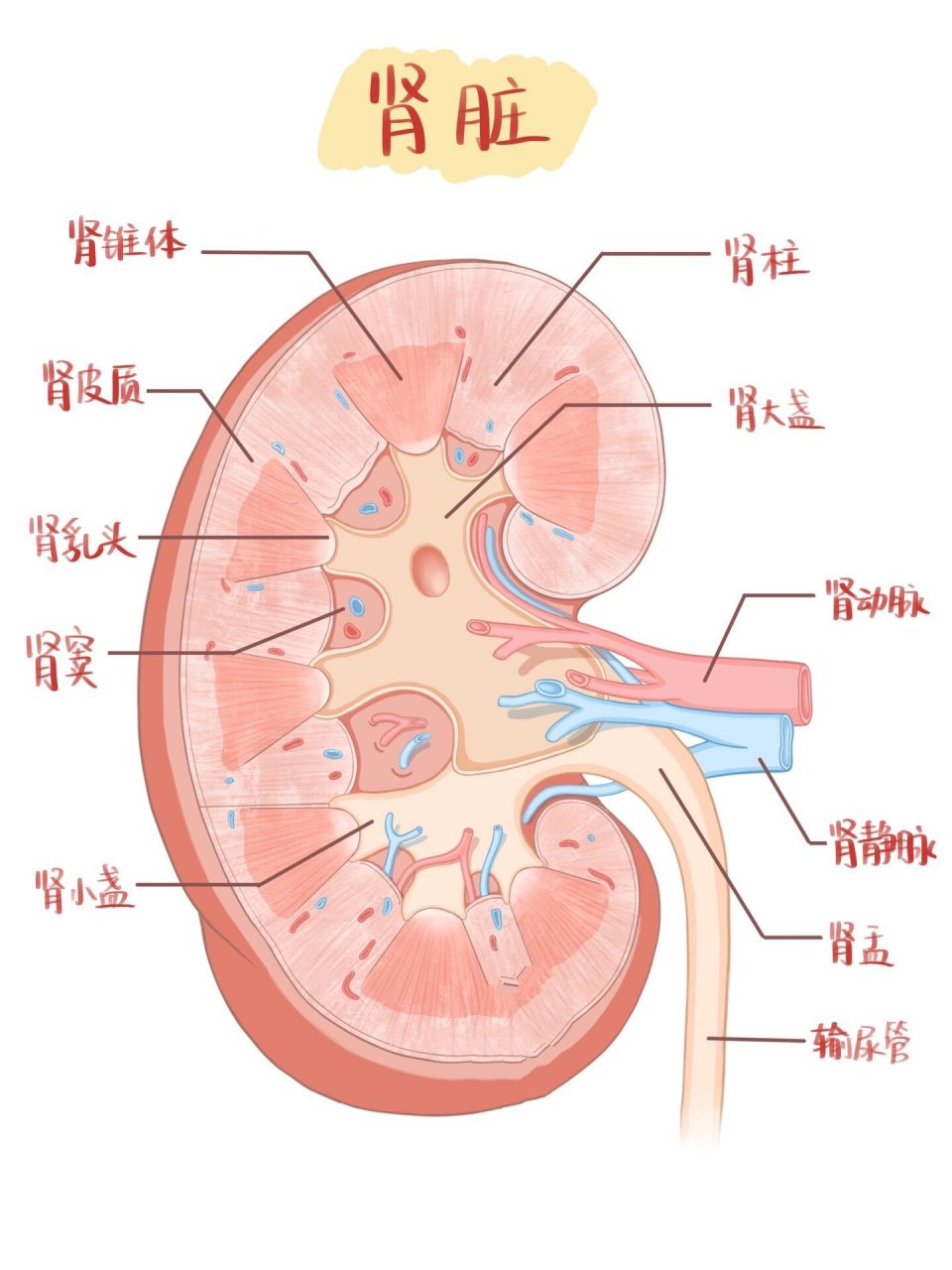 「健康科普」肾动脉狭窄:隐藏在肾脏供血中的健康危机