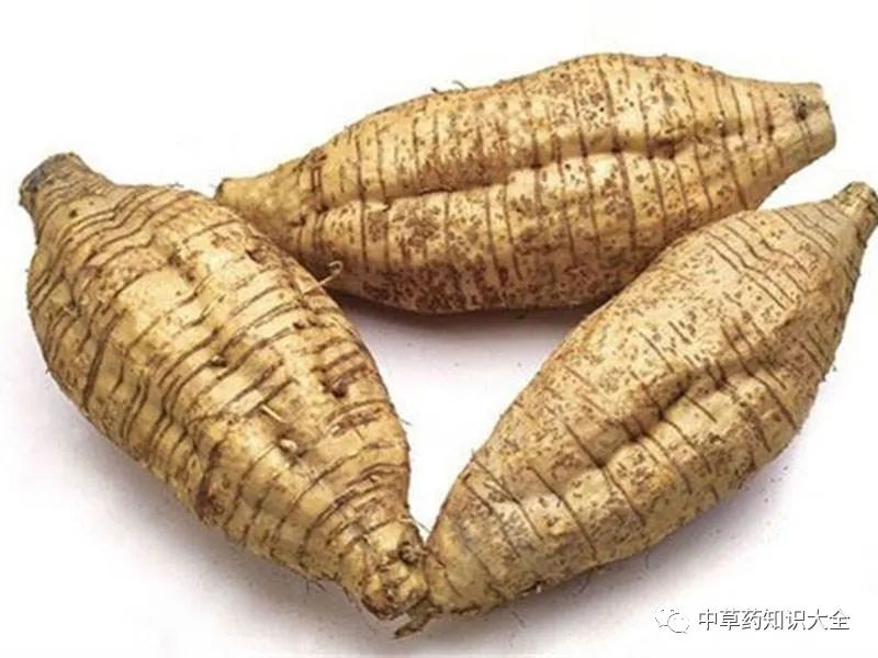 学习一味中药材:葛根