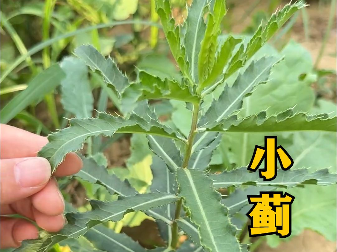 菜蓟的功效与作用图片图片