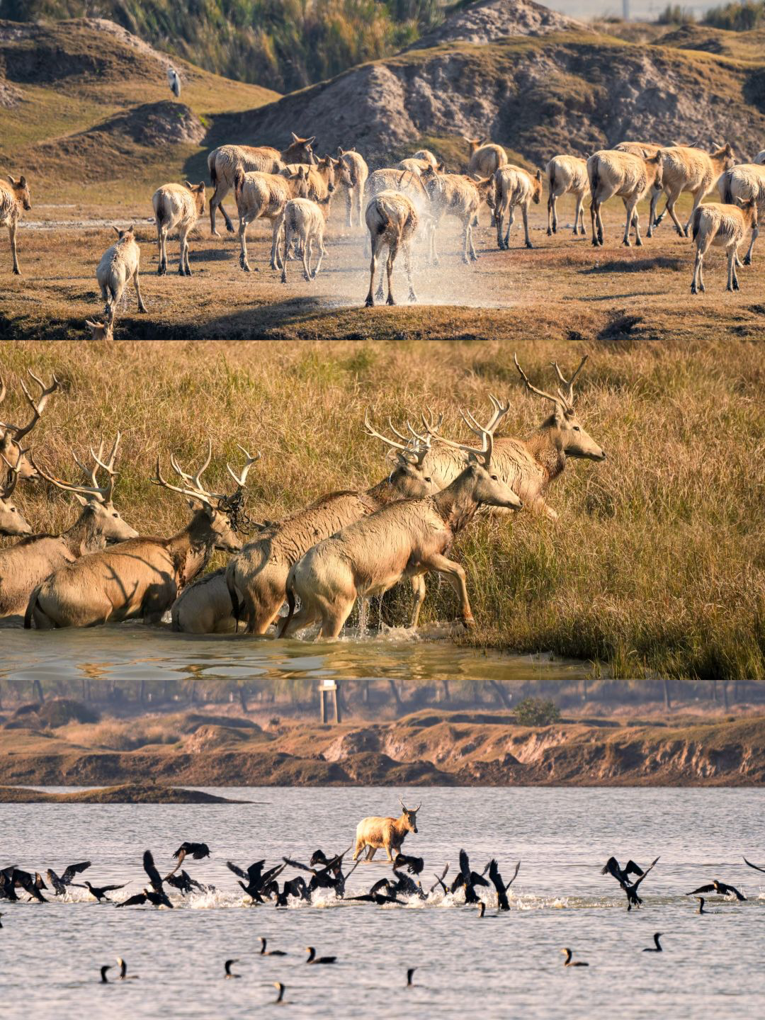 周末去了趟盐城,不输坦桑尼亚的景色,成群的野生麋鹿太壮观了