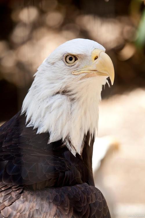 回顾:法国国鸟是公鸡,美国国鸟是白鹰,中国国鸟是啥?很多人不知道