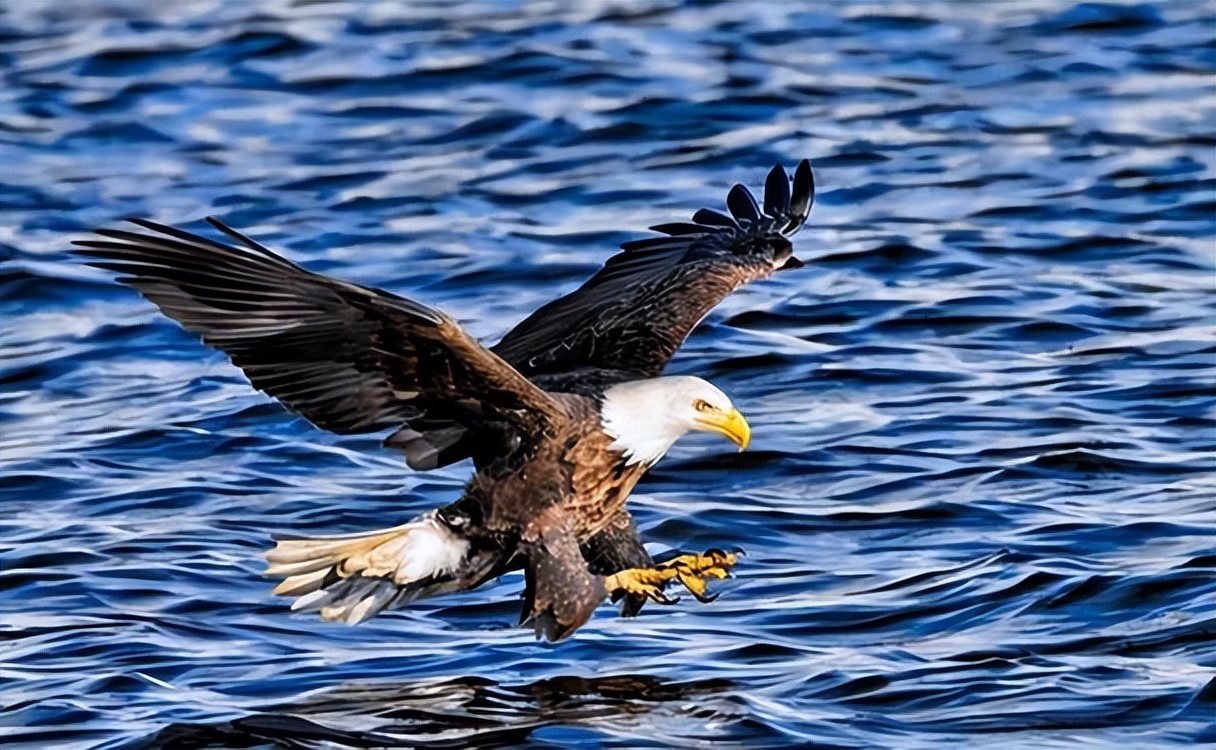 回顾:法国国鸟是公鸡,美国国鸟是白鹰,中国国鸟是啥?很多人不知道