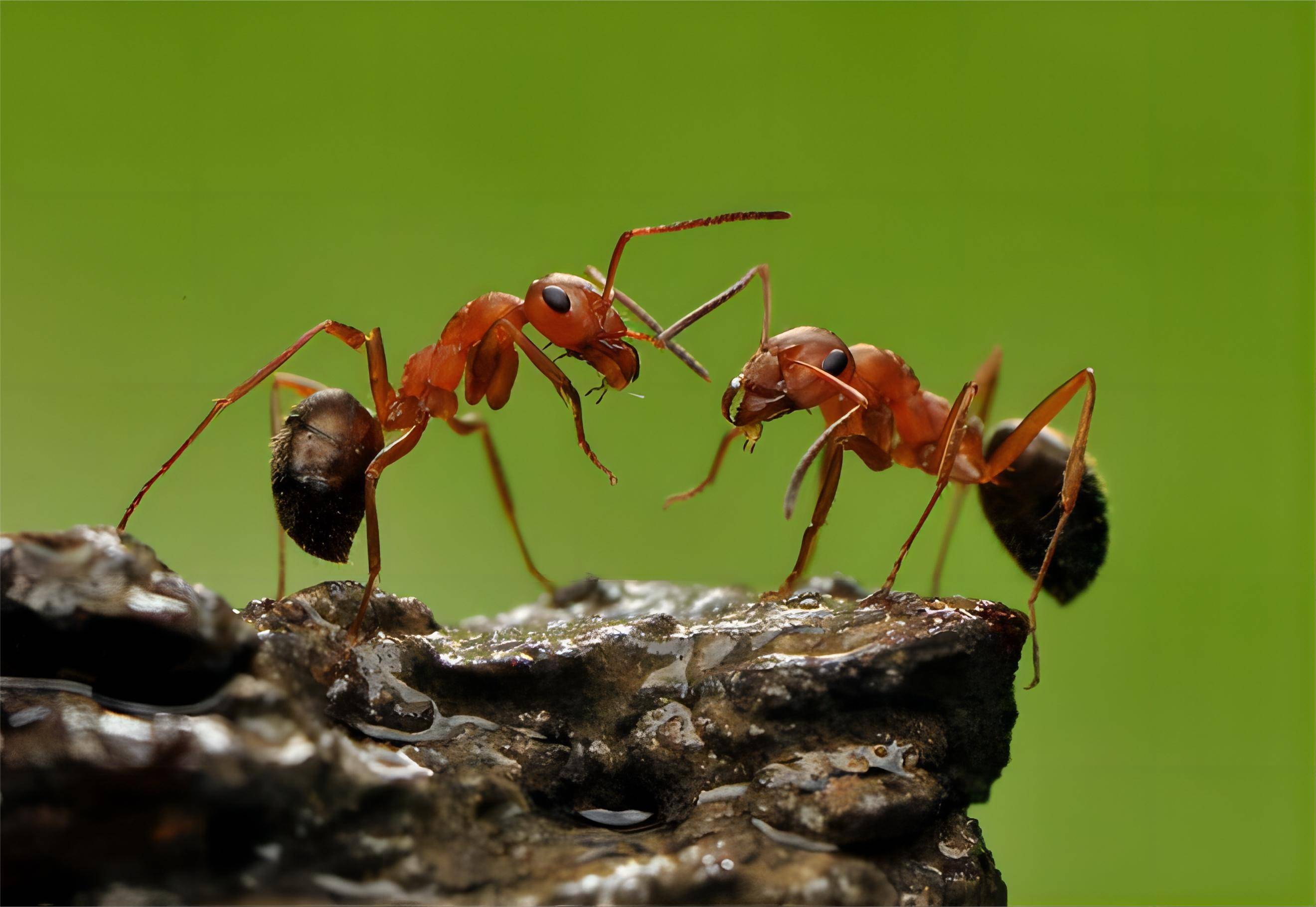 回顾:从某种意义上来讲,地球上进化最完美的生物是蚂蚁,没有之一