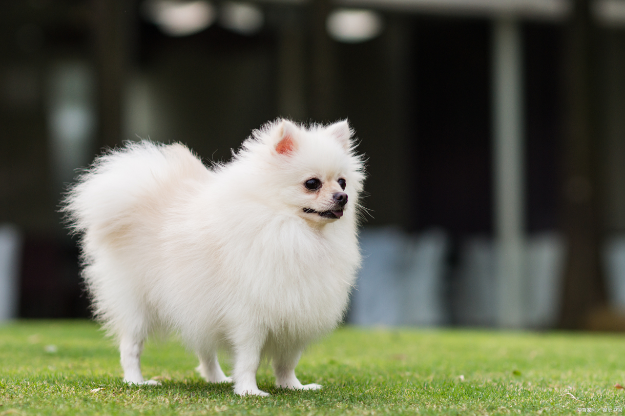 什么是博美犬呢?