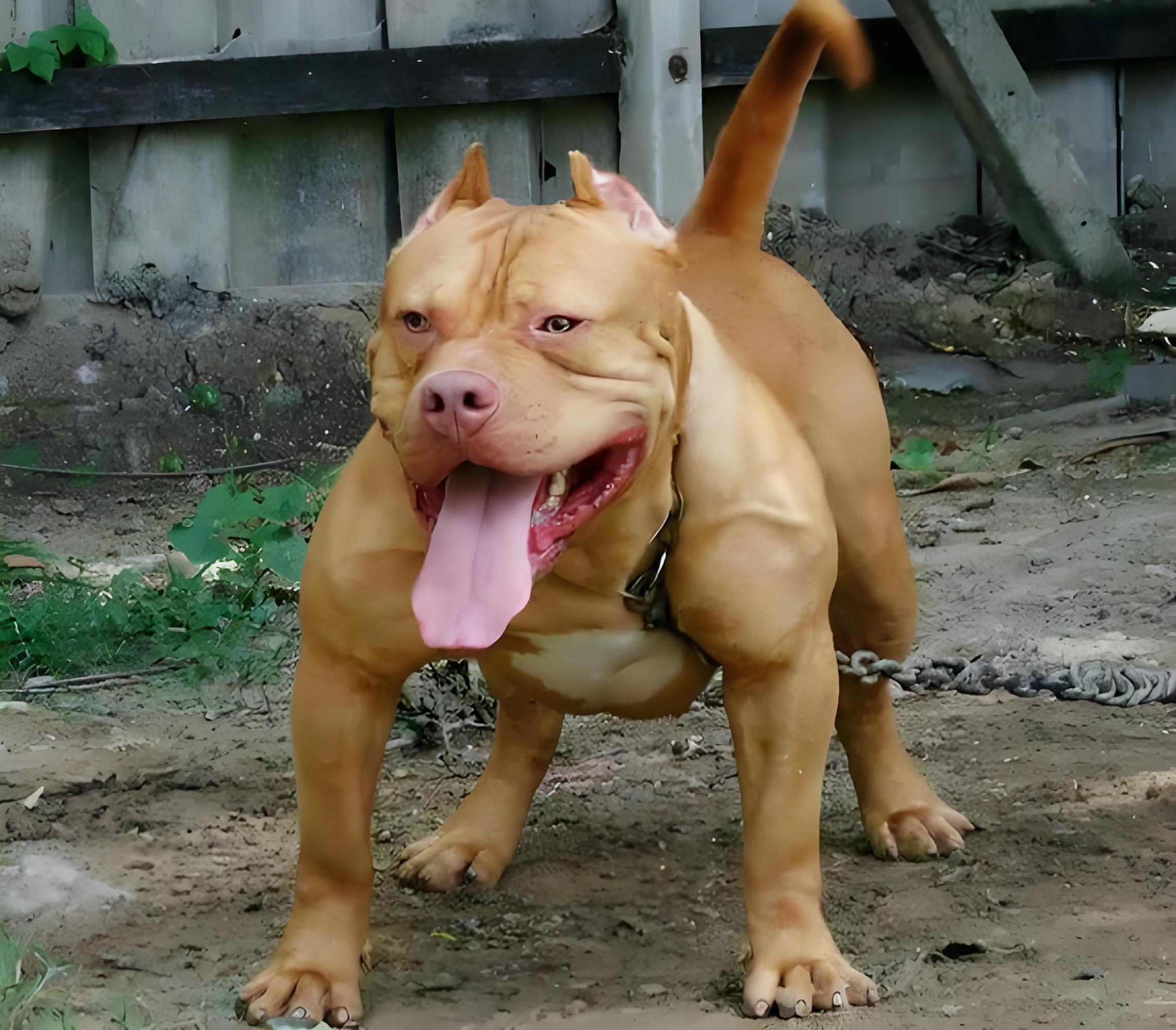 狗界凶猛的"7大恶犬",不要轻易靠近它们!