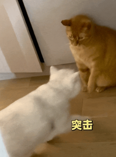 400_540竖版 竖屏gif 动态图 动图