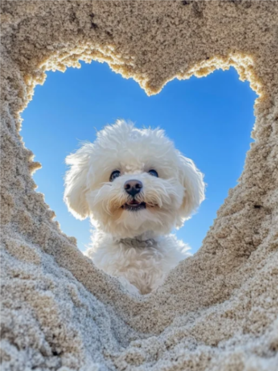 比熊犬图片,快来了解一下吧