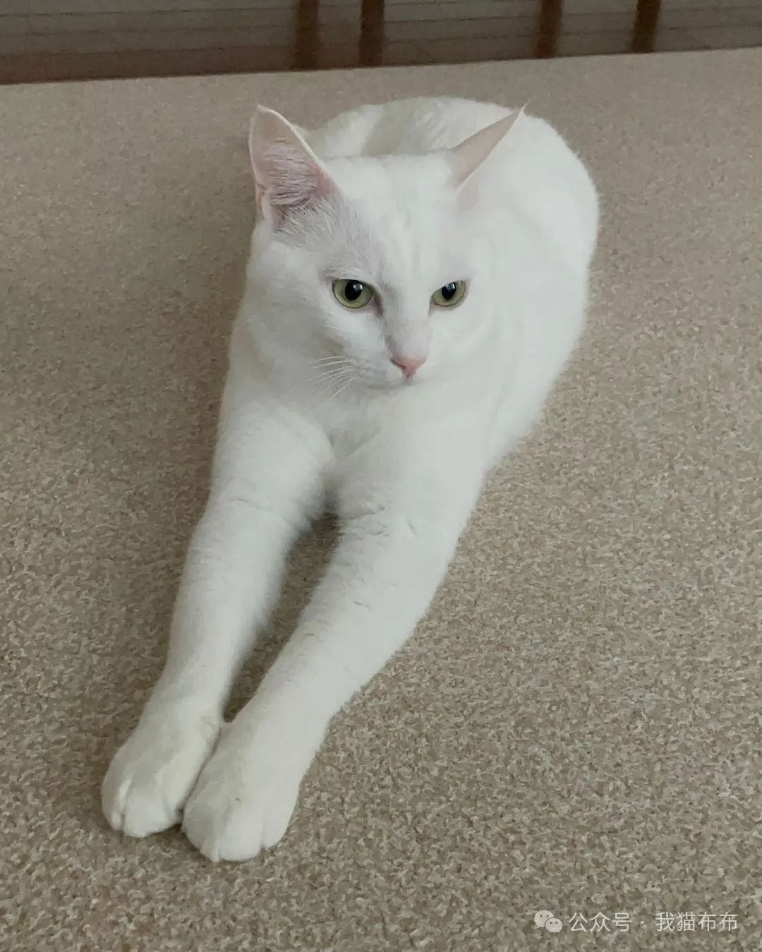 自从猫咪听到主人说它腿短后,就经常当着主人面展示大长腿!