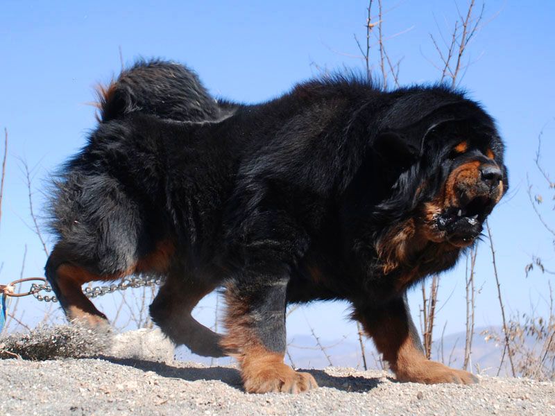 天山獒犬图片图片