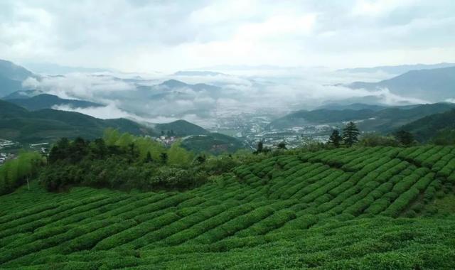 高山云雾茶是什么茶?大自然的绿色抱着