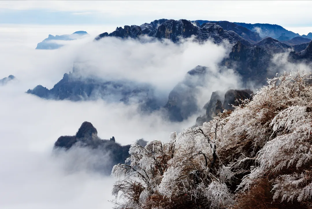 王莽岭雪景图片