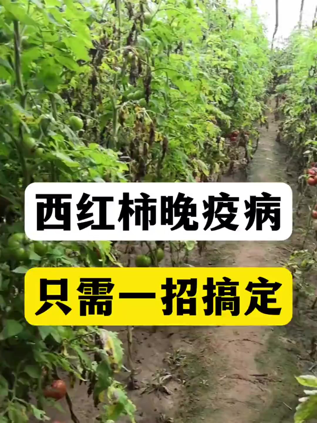 西红柿晚疫病又被称为番茄黑杆病,这怎么解决