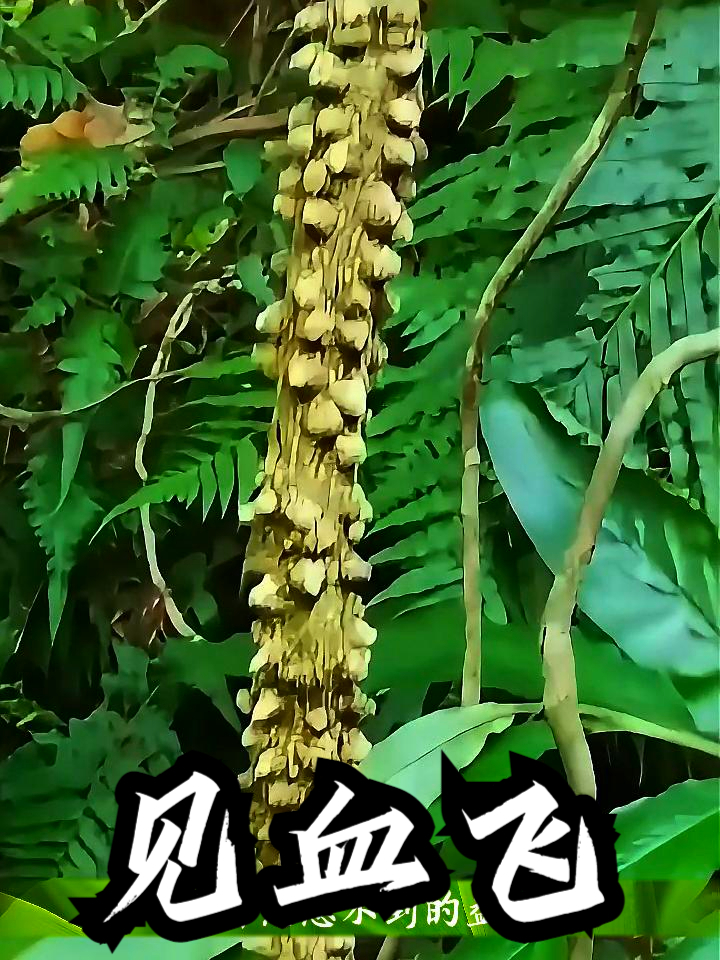 见血飞也叫散血飞,用它和松树皮泡水喝,有助于缓解身体疲劳