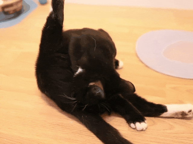 640_480gif 动态图 动图