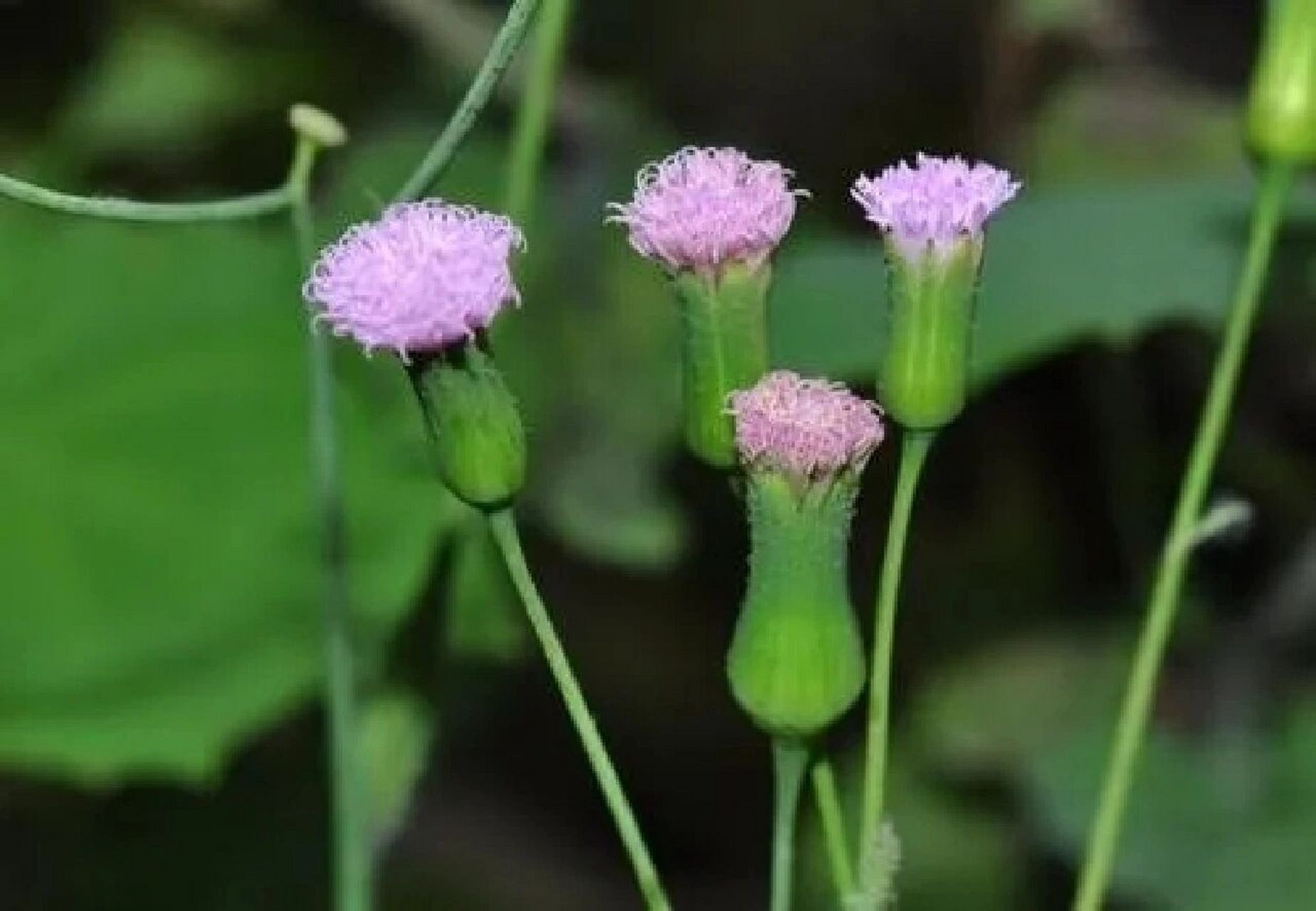 红背竹竿草解毒原理图片