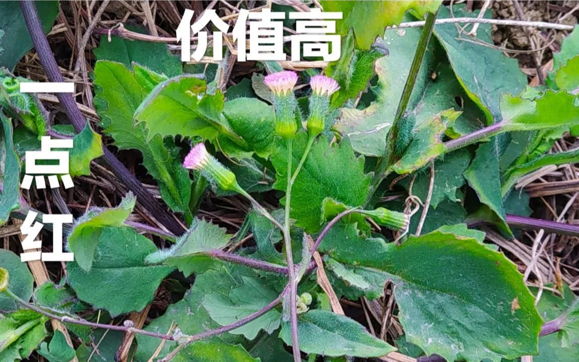 一点红别名叶下红,紫背草,农村常见野草,可做火锅底料,可观赏