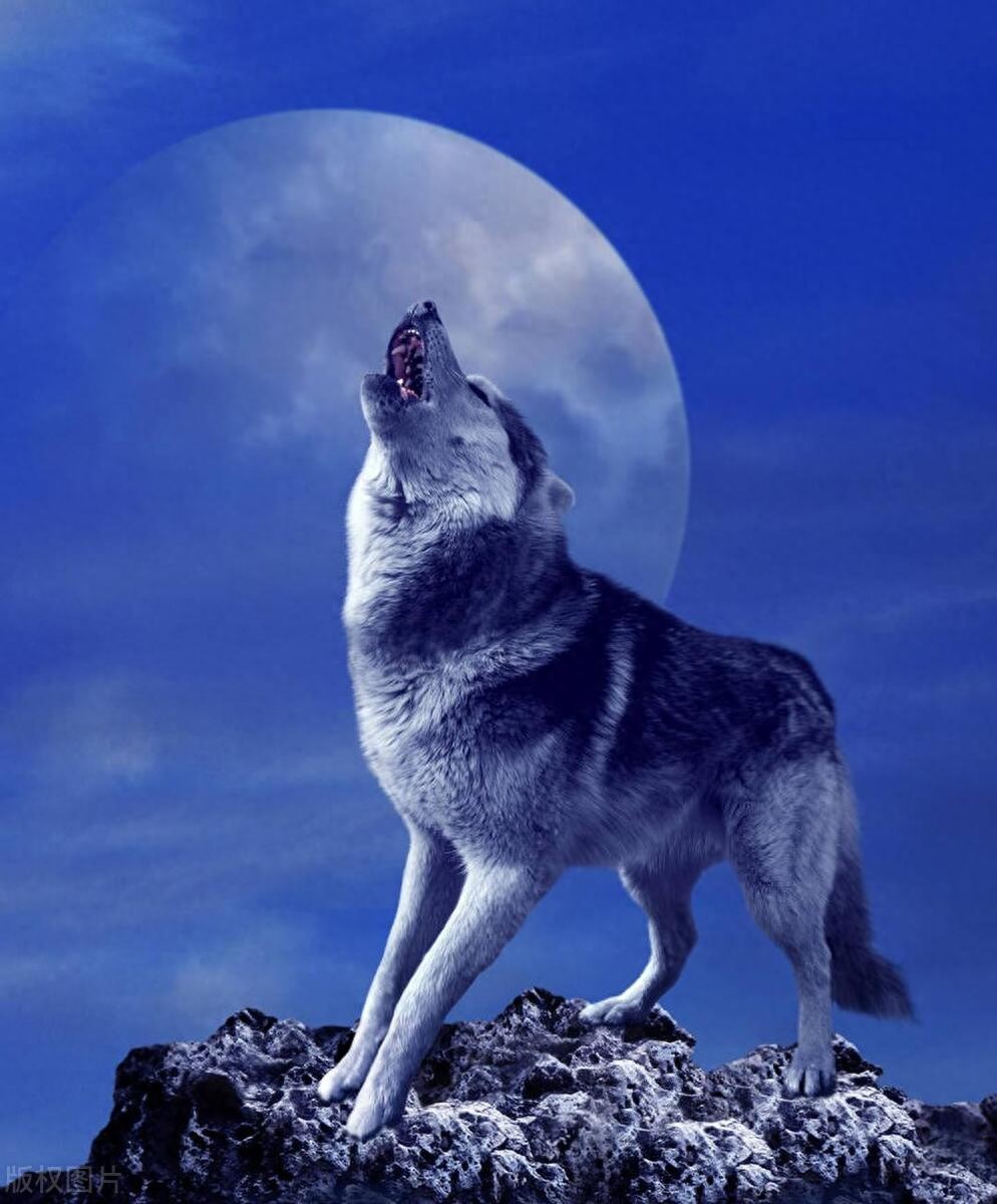 长白山雪原狼,冬季的相互残杀,每年都在进行,因为天敌是自己