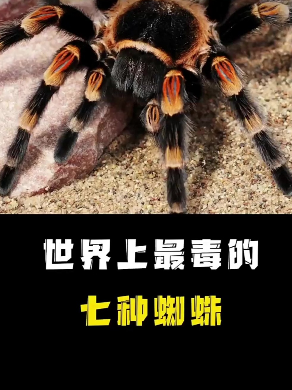 地球上最毒的七种蜘蛛,"黑寡妇"仅排第三!