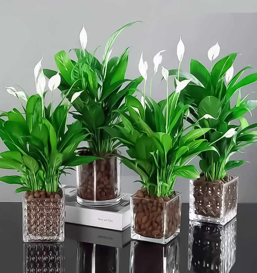 白掌怎么养?养殖方法和注意事项,几个"秘诀"让你养的它更茂盛