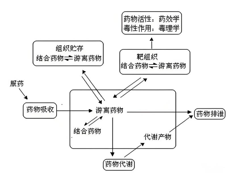药物代谢与体味的关系