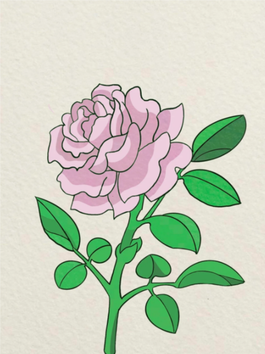 月季花简笔画,快来了解一下吧