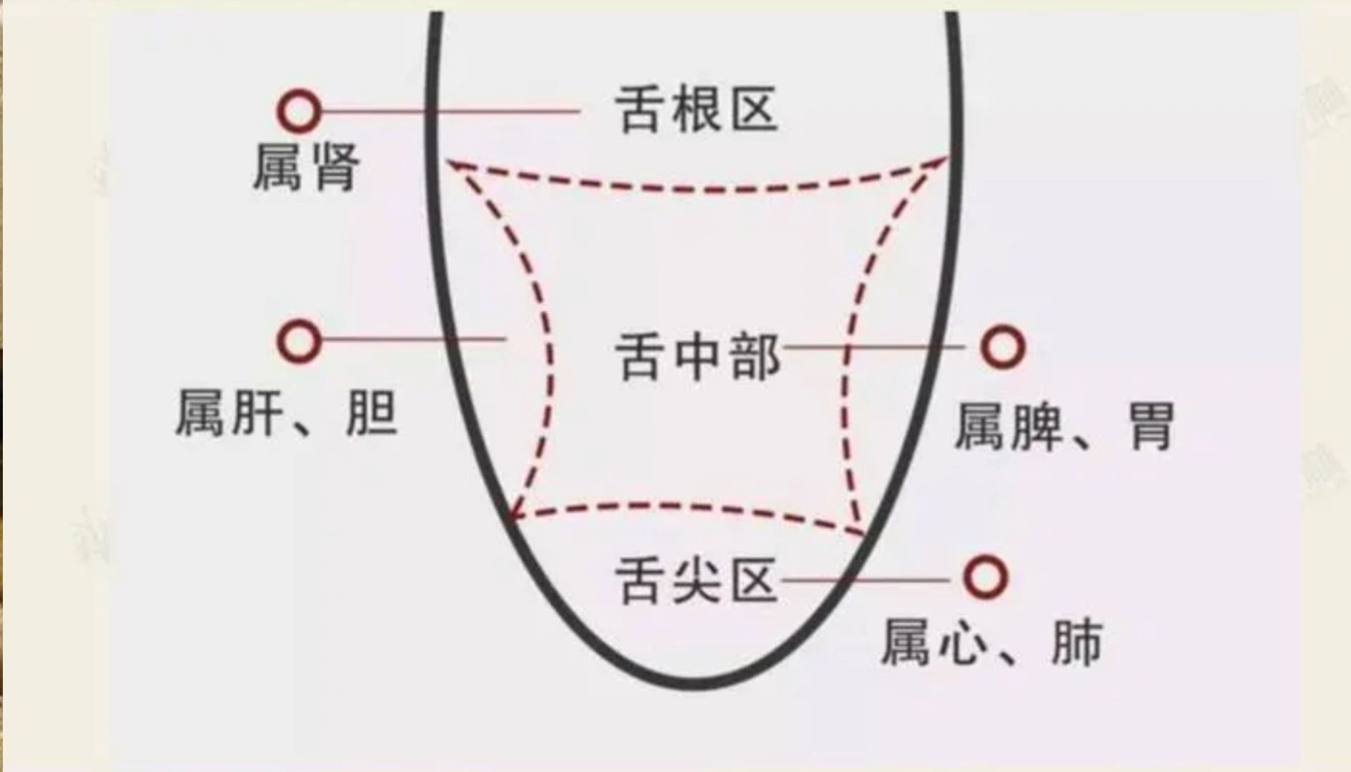 舌诊及舌下脉络图解图片