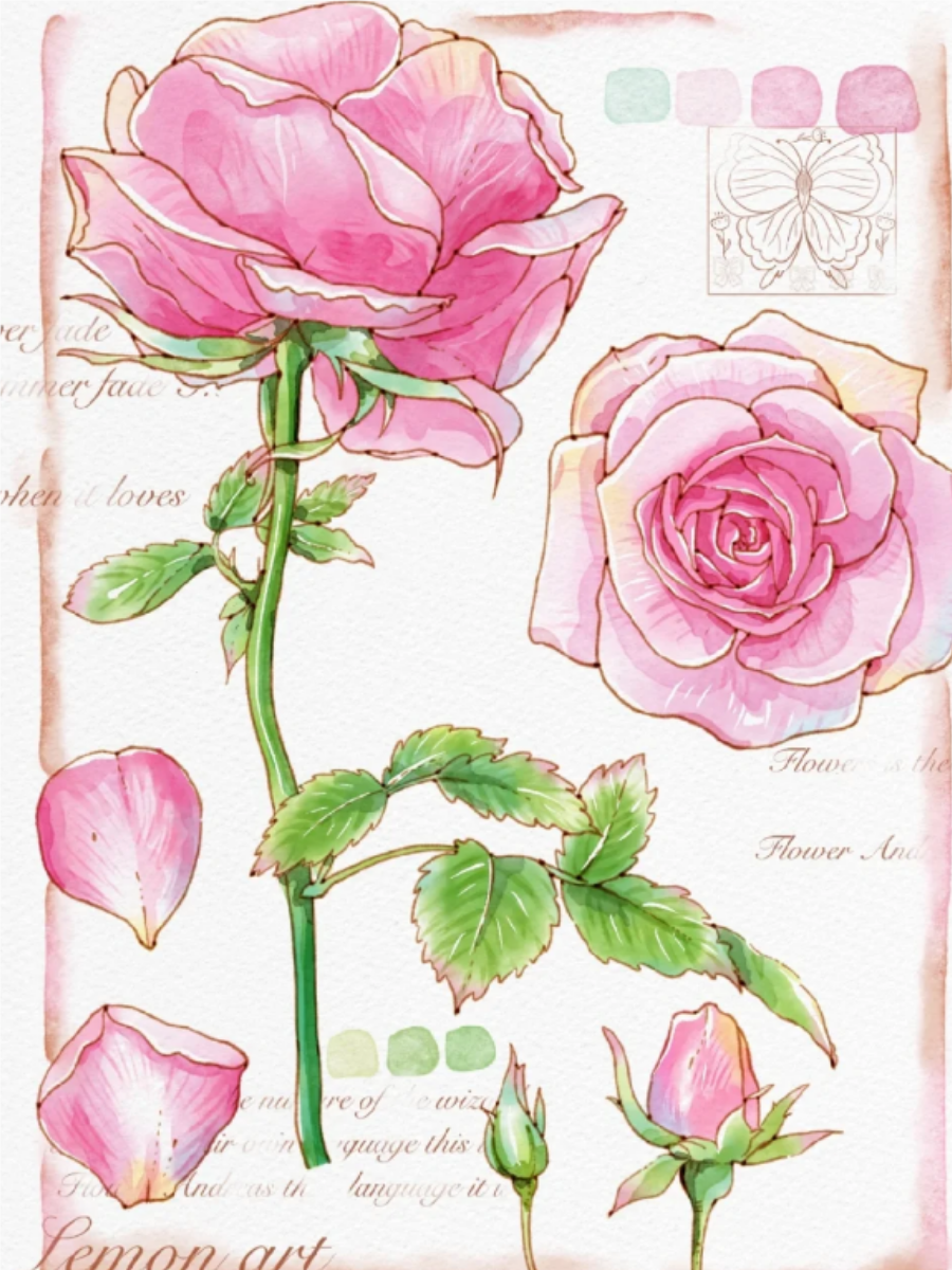 月季花简笔画,快来了解一下吧