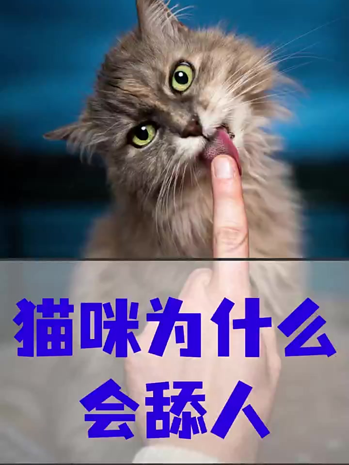 小猫为什么