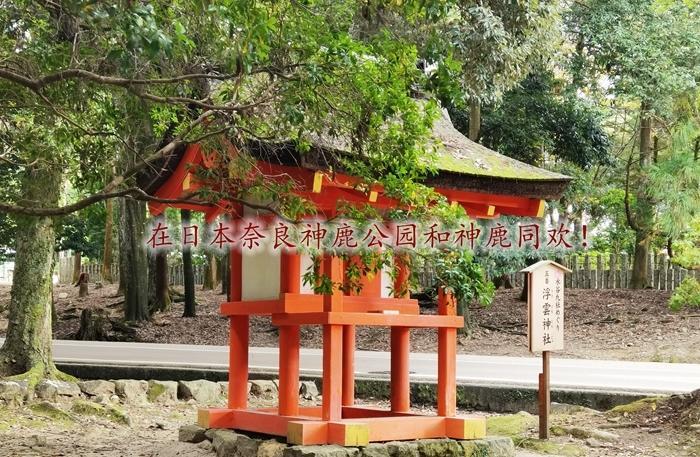 在日本奈良神鹿公园和神鹿同欢!